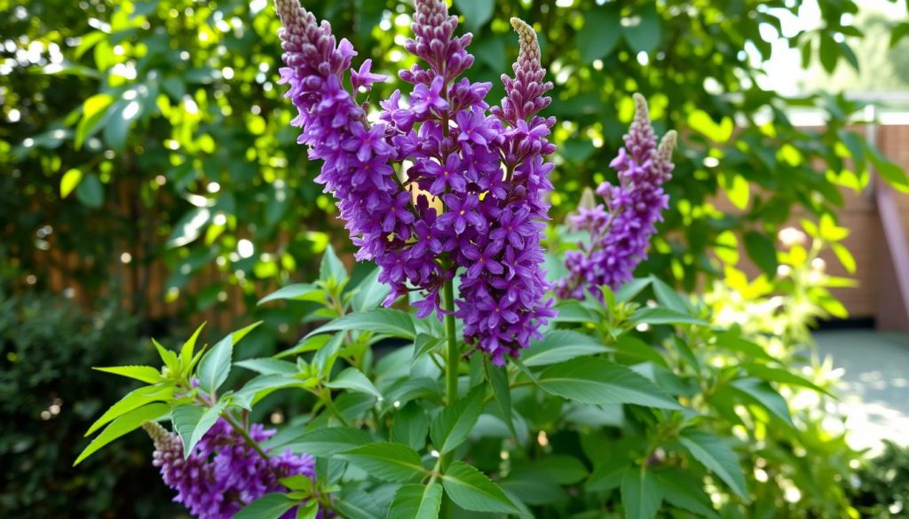 Vitex plant